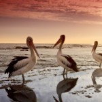 three pelicans by the beach