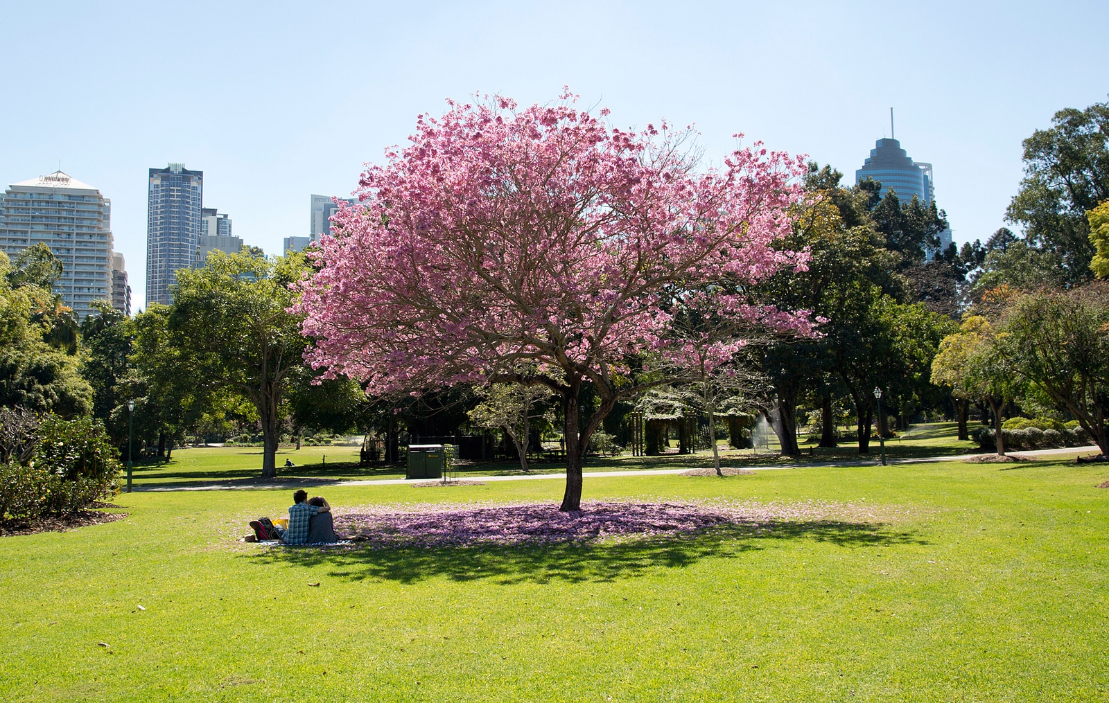 Brisbane Trees Red at John Meyers blog