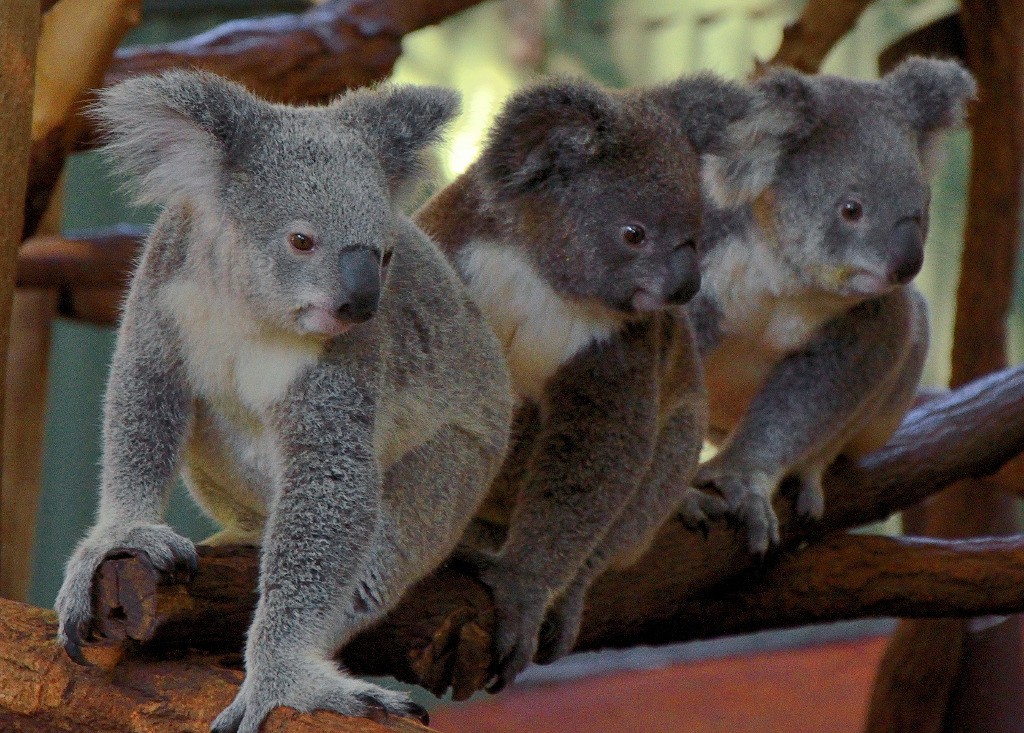 Lone Pine Koala Sanctuary - Photo Credit James Niland