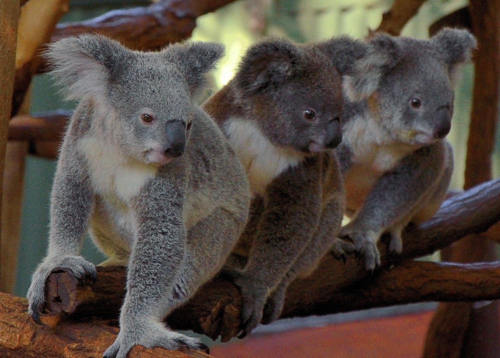 Lone Pine Koala Sanctuary - Brisbane Executive Transfers