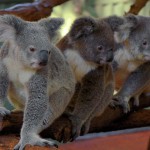 Lone Pine Koala Sanctuary - Photo Credit James Niland
