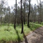 Boondall Wetlands Reserve - Photo Credit Brisbane City Council