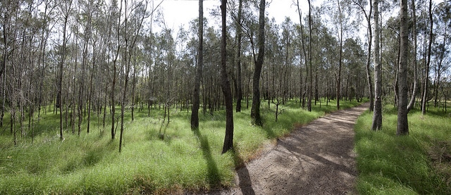 Boondall Wetlands Reserve - Photo Credit Brisbane City Council