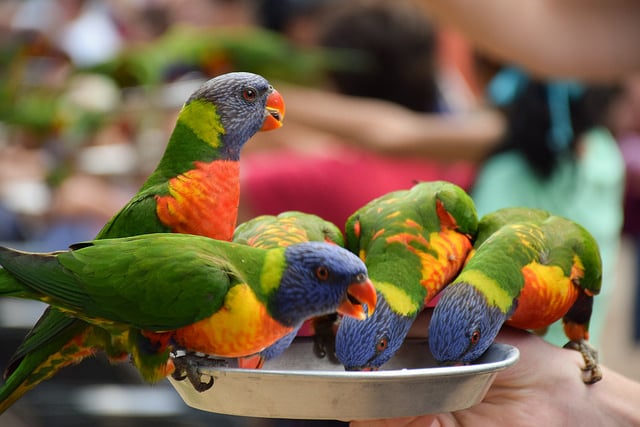 Currumbin Sanctuary - Photo Credit Erika