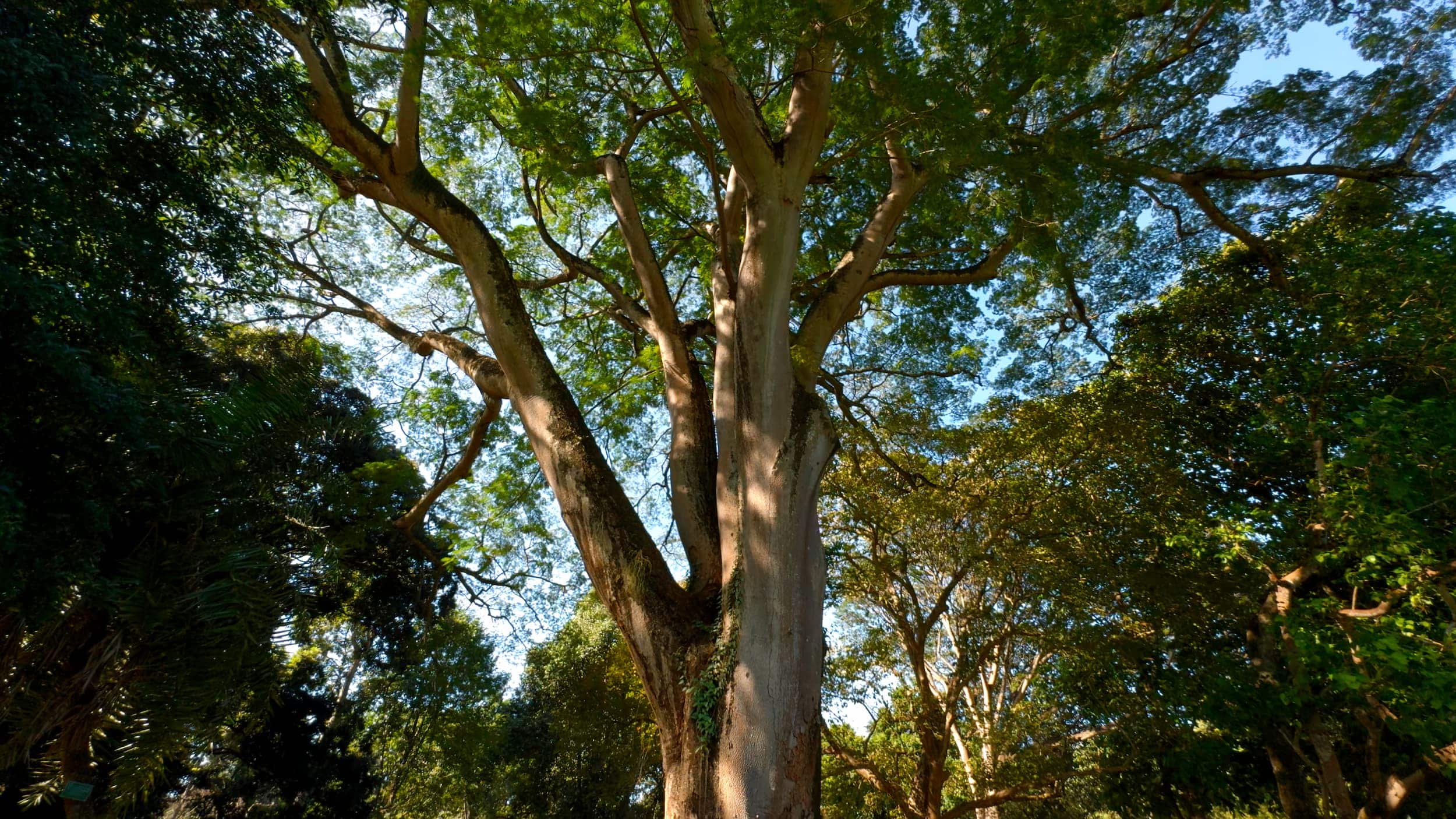 Large tree in lush green parkland under blue sky