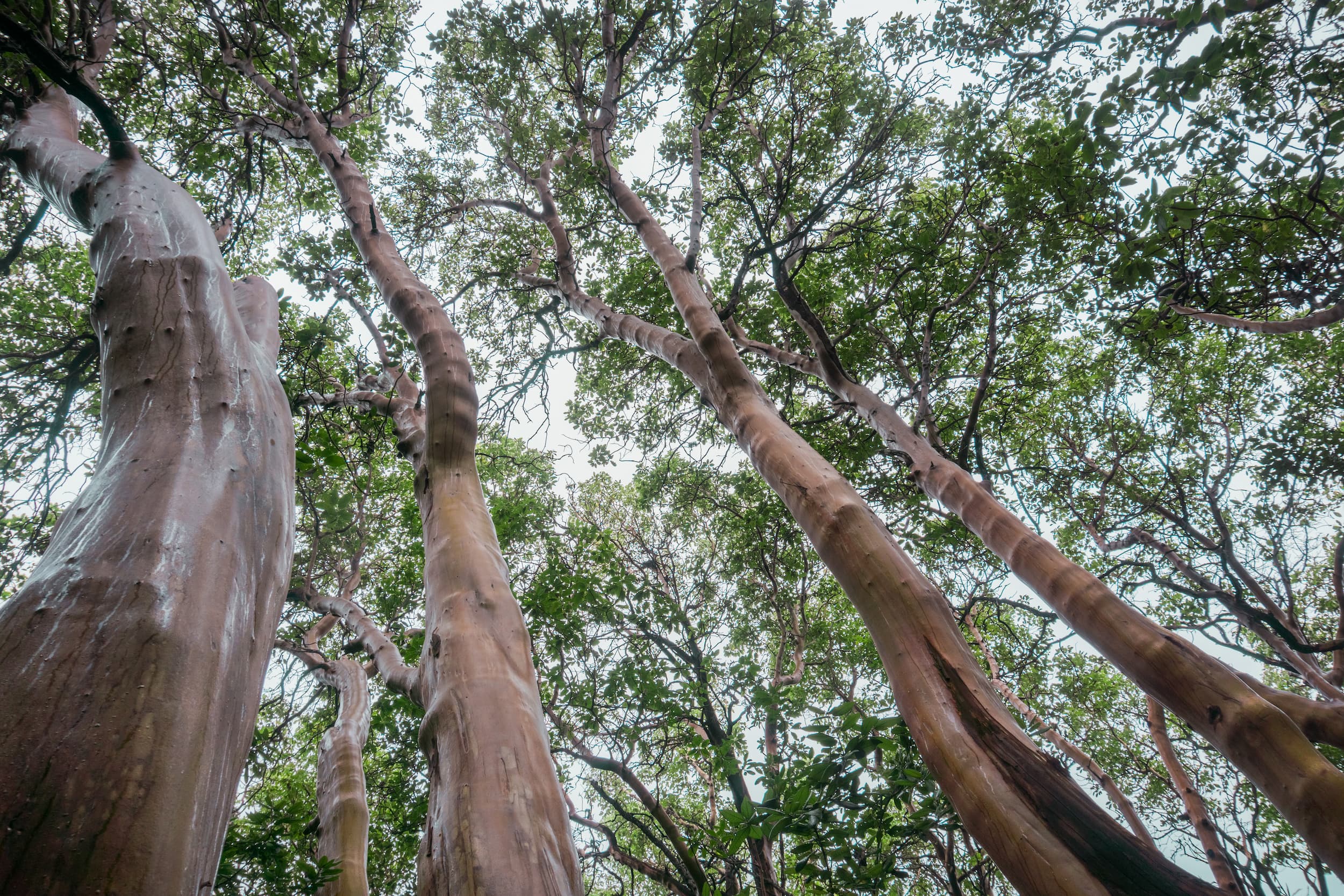 Smooth bark trees at New Farm Park