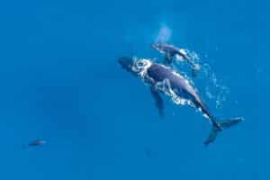 Humpback whales in ocean photographed from above.